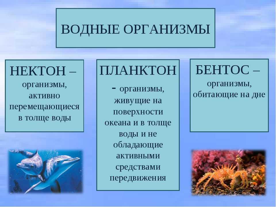 Бентос планктон нектон схема