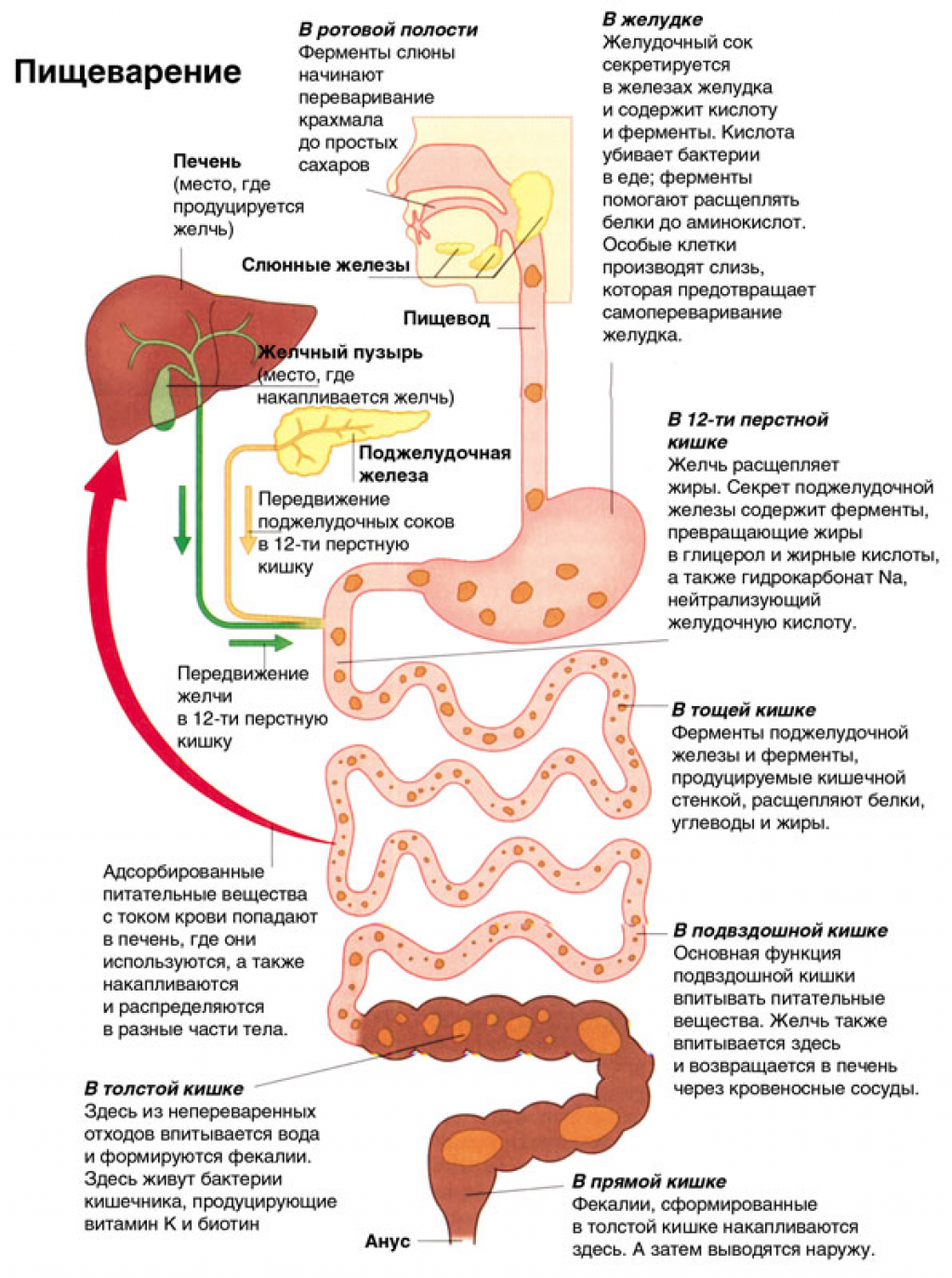 Схема всасывание пищеварительная система