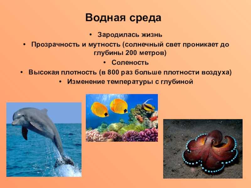 Приспособление живых организмов в океане. Организмы водной среды. Обитатели водной среды обитания. Организмы обитающие в водной среде. Среды обитания живых организмов.