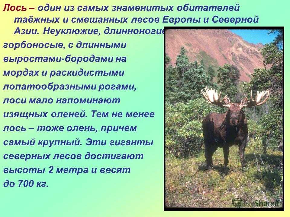 Описание лося. Сообщение о Лосе. Лось доклад. Рассказ про лося. Лось презентация для детей.