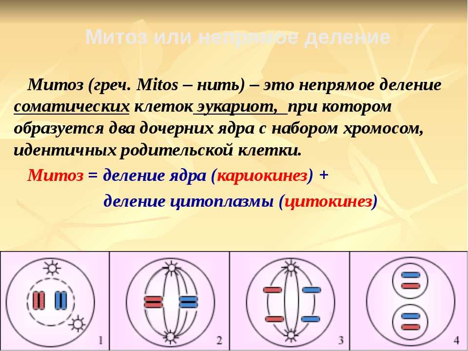 Митотическое деление. Телофаза митоза набор хромосом. Метафаза митоза характеризуется. Набор хромосом в метафазе митоза. Деление клетки митоз биология 10 класс.