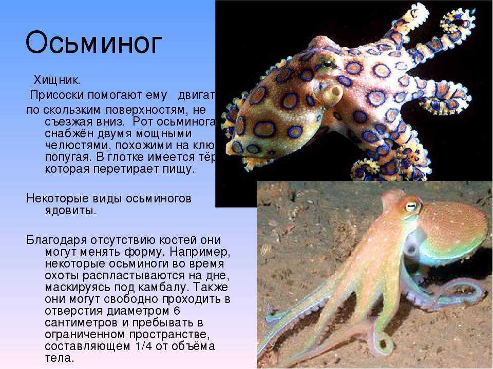 Пища головоногих. Моллюски (или головоногие, брюхоногие). Класс головоногие осьминог. Вымершие головоногие моллюски. Головоногие моллюски кальмар.