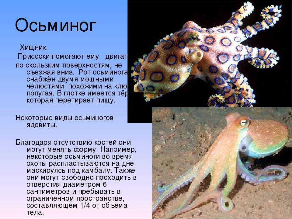 Класс головоногие осьминог. Класс головоногие моллюски 7 класс биология. Вымершие головоногие моллюски. Головоногие моллюски кальмар.