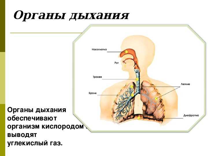 Дыхание через органы