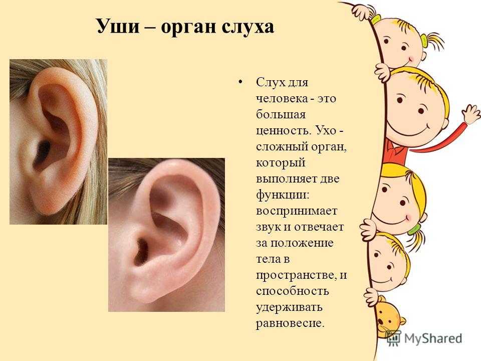 Презентация на тему ухо