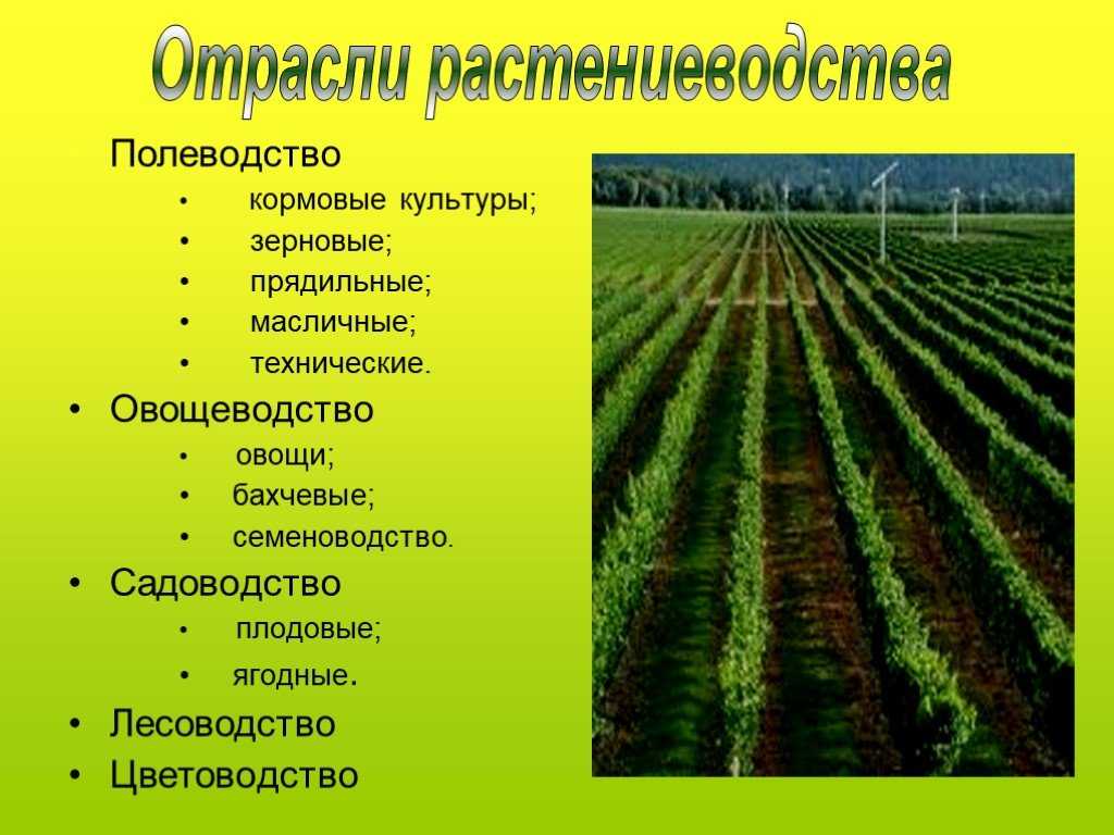Какие растения выращивают в московской области. Отрасли растениеводства. Основные отрасли растениеводства. Отрасли растениеводства в России. Отрасли растениеводства растения.