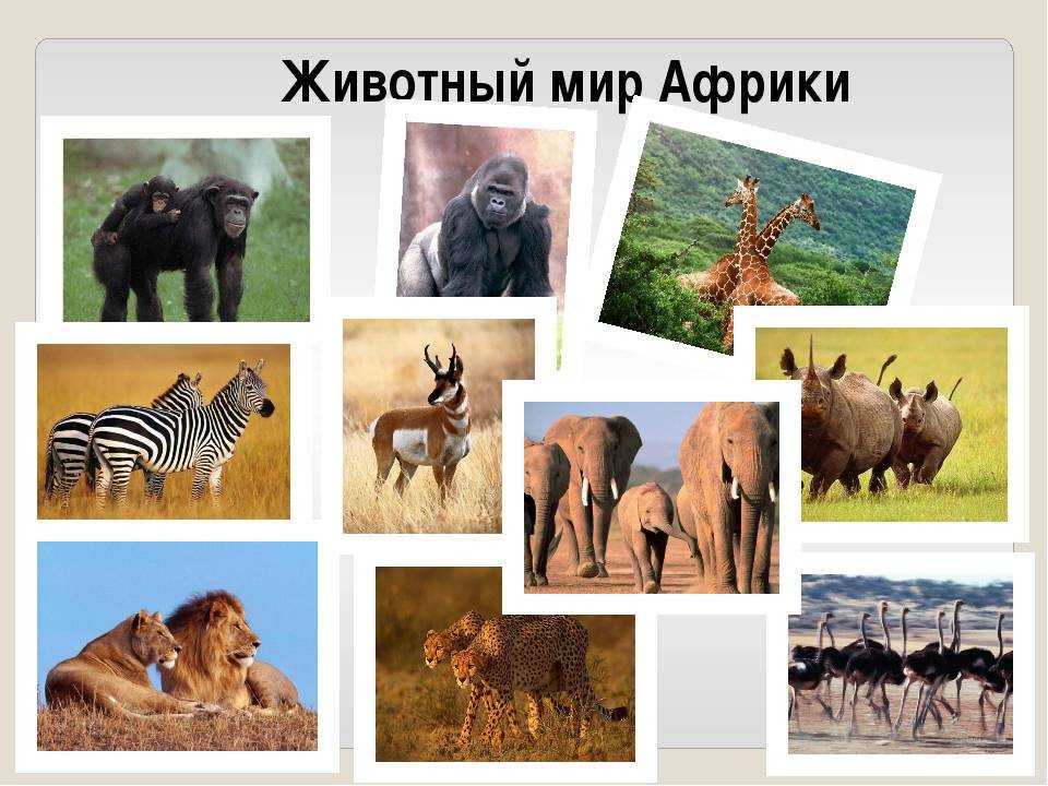 Животные африки 2 класс
