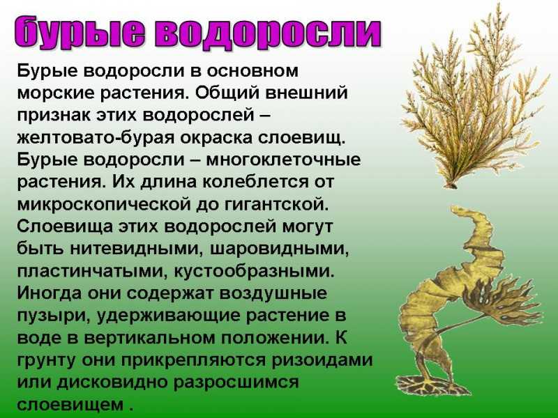 Рассмотрите схему отражающую развитие растительного мира зеленые водоросли красные водоросли бурые