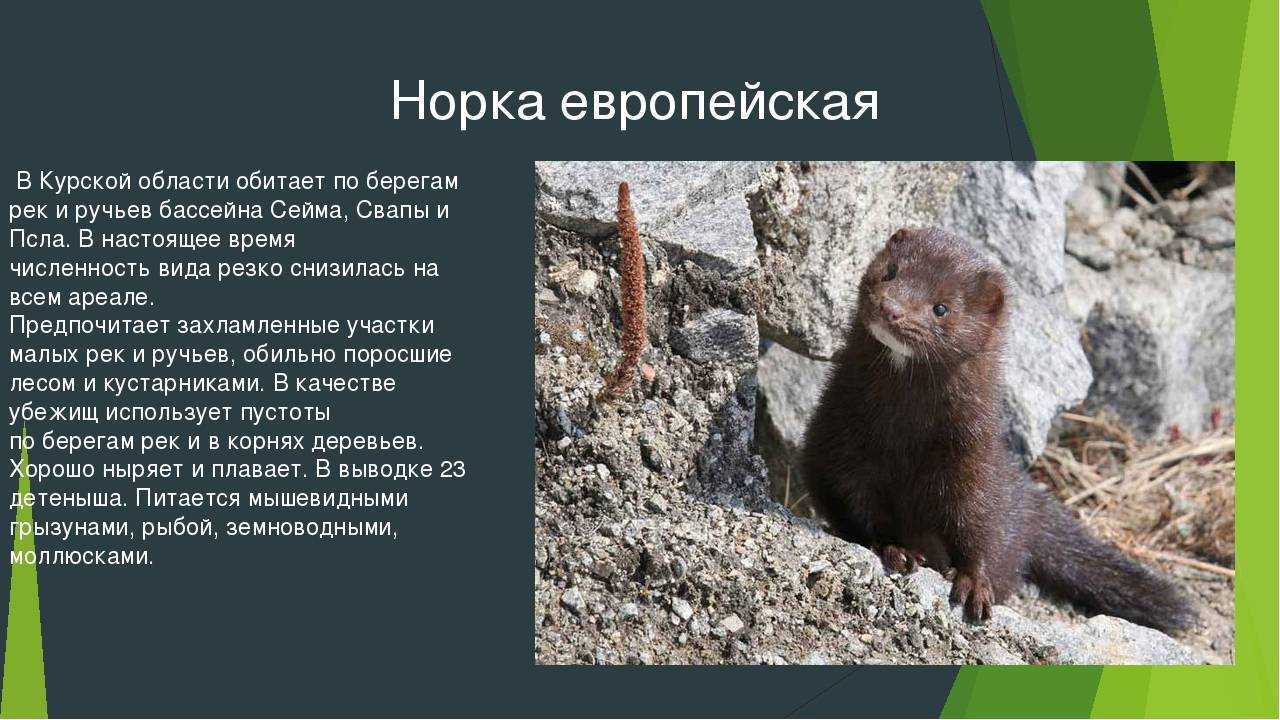 Норка европейская красная книга Пензенской области