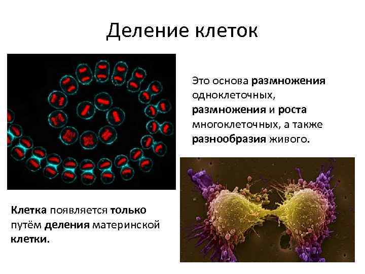 Клетка размножения организма. Процесс размножения клетки. Клеточное размножение. Делением клеток размножаются. Деление клетки основа роста развития и размножения организмов.