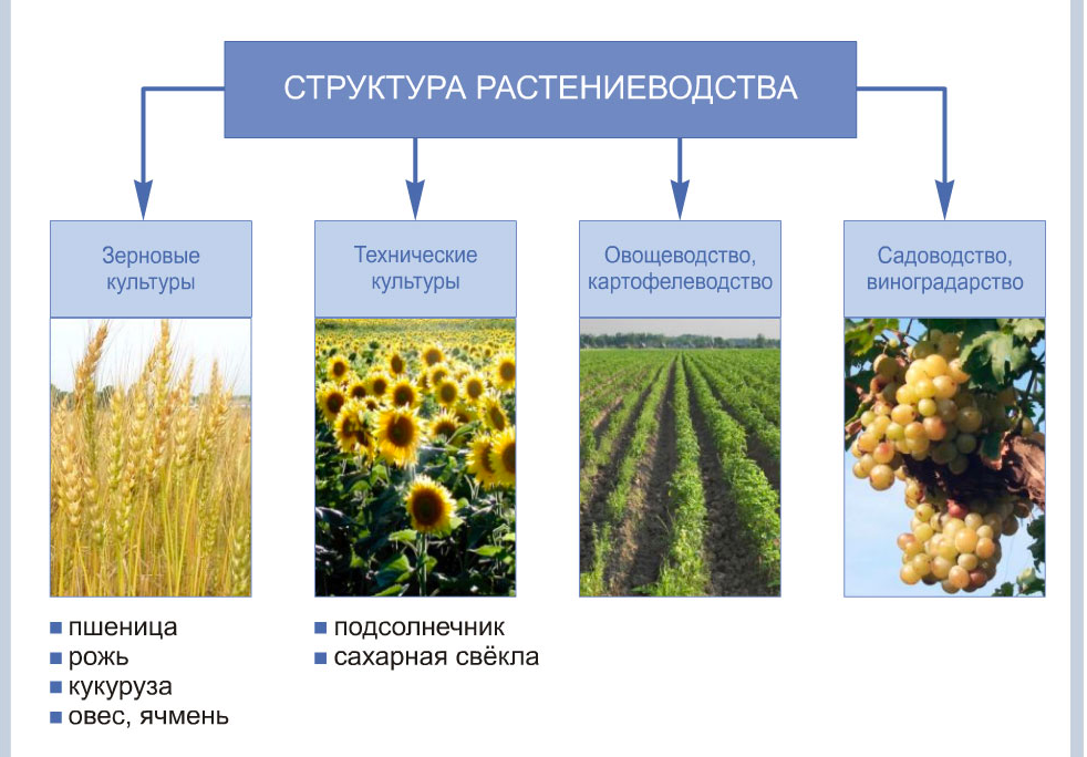 Дайте характеристику отрасли растениеводства по плану