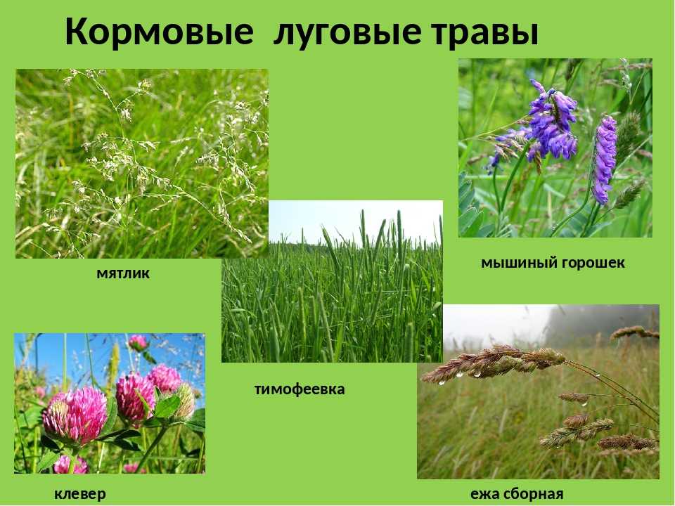 Полезные луговые травы фото и описание