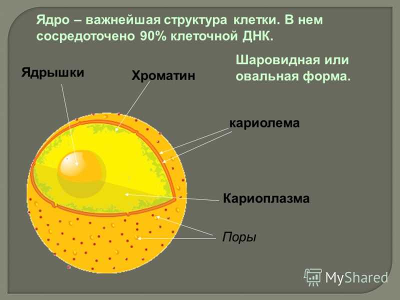 Ядро клетки компоненты