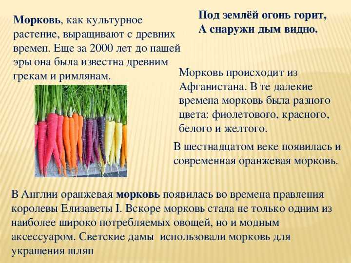 Масса выращенной моркови в 3 раза. Доклад про морковь. Культурное растение морковь. Интересные факты о морковке. Морковь описание растения.