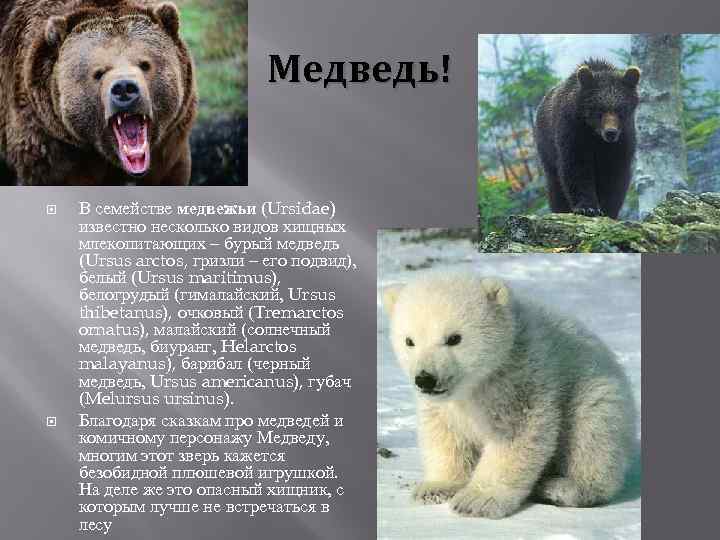 Сочинение описание по картине камчатский бурый медведь