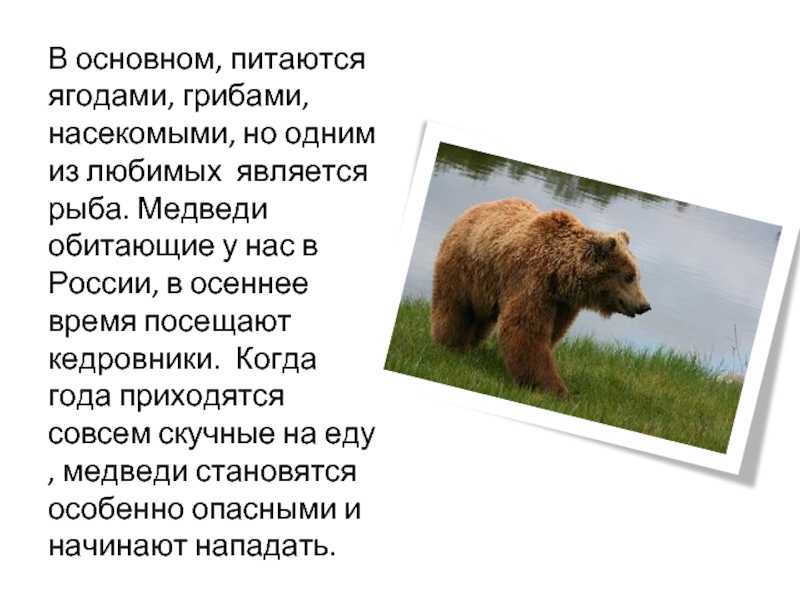 Сочинение 5 класс по фотографии бурый медведь 5 класс