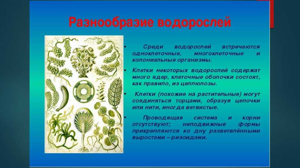 Проект по биологии 5 класс водоросли