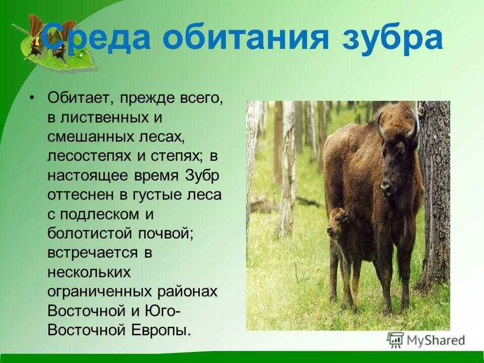 Природная зона зубра. ЗУБР место обитания. ЗУБР среда обитания в России. Где обитает ЗУБР. Зубры обитают в России.