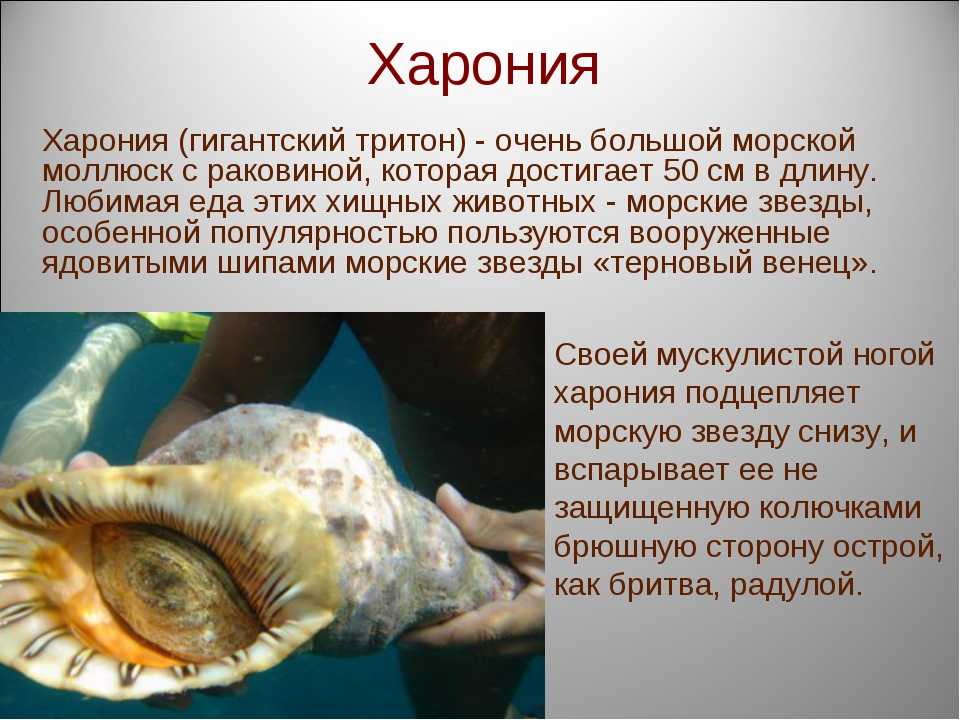 Какую функцию выполняет моллюск. Моллюски доклад. Сообщение о любом моллюске. Интересные факты о моллюсках моллюски. Моллюски класс брюхоногие интересные факты.