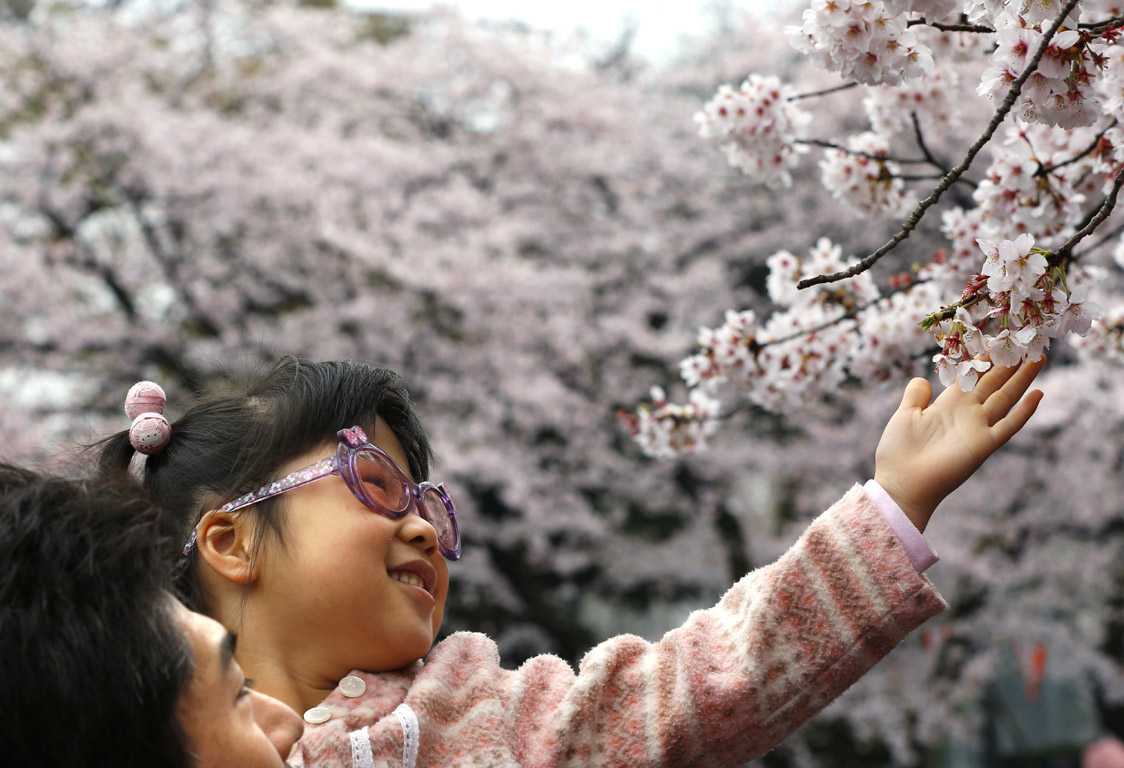 Ханами — праздник цветущей сакуры в японии