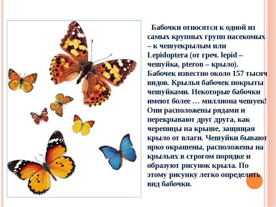 Первые бабочки весной 2 класс окружающий. Доклад про бабочку. Доклад на тему бабочки. Рассказ о бабочке. Бабочки 2 класс.