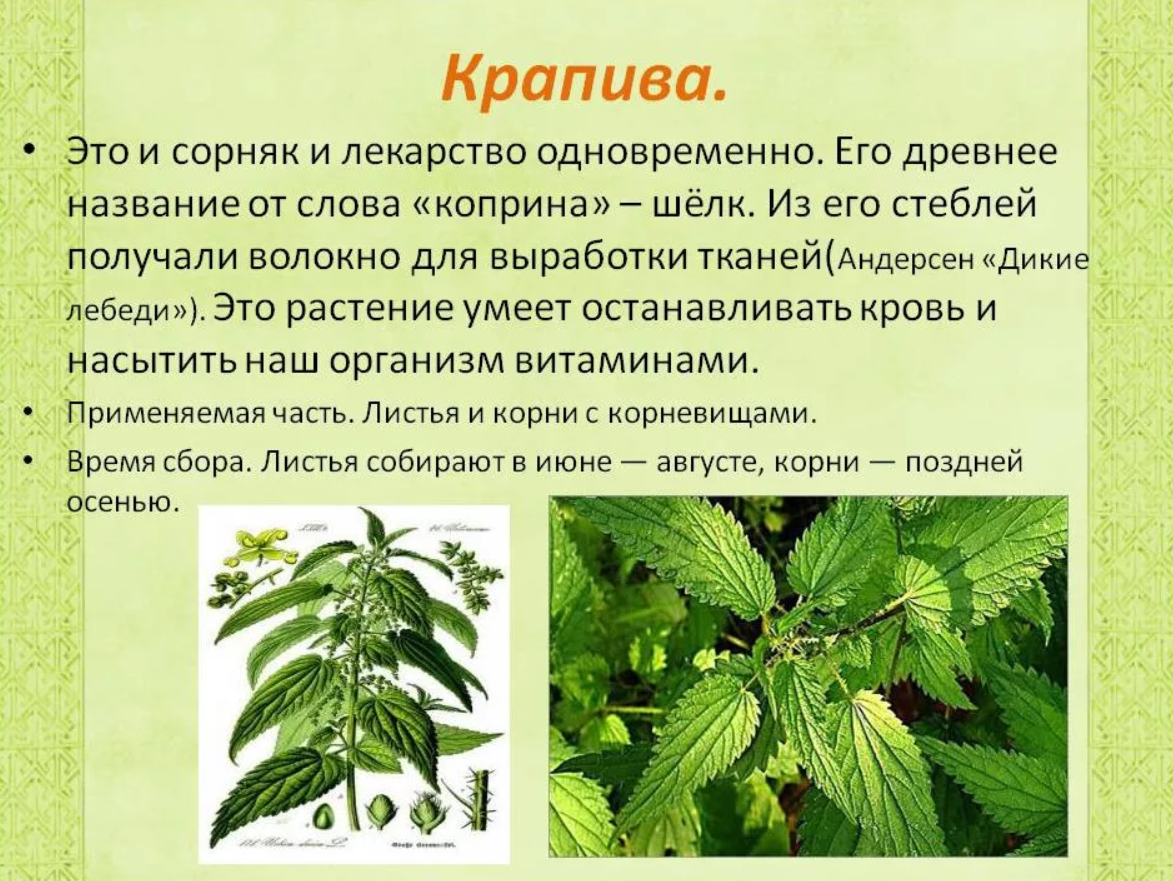 Что такое растения текст. Информация о крапиве. Крапива лекарственное растение. Лечебное растение крап. Рассказ о лекарственных травах.