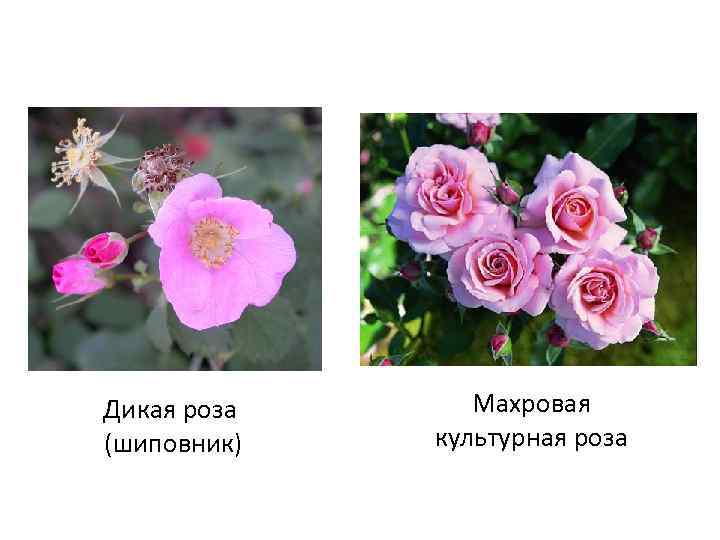 Как определить шиповник на розе фото