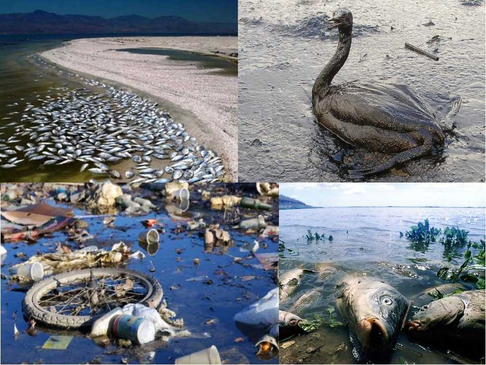 Угроза жизни животных. Загрязнение природных вод. Загрязненные водоемы. Загрязнение воды экологическая проблема. Последствия загрязнения окружающей среды.