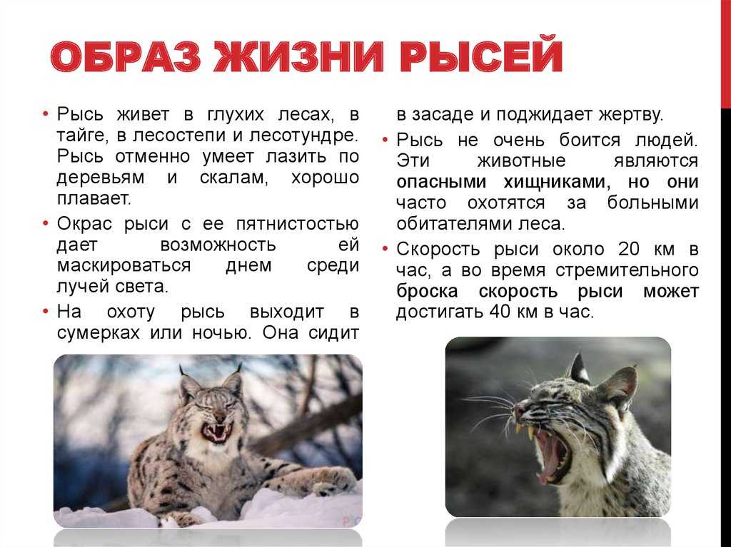 Кошачий лемур – непоседа с мадагаскара. описание и фото кошачьего лемура