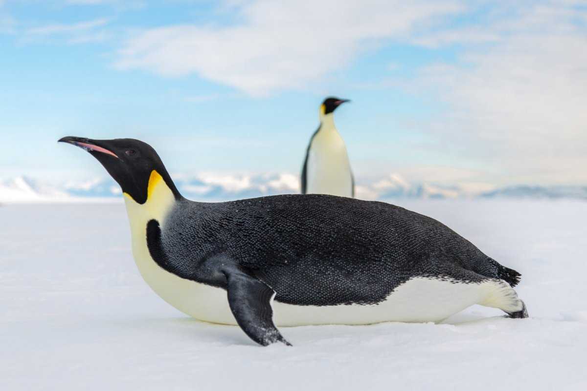 Описание императорского пингвина из красной книги