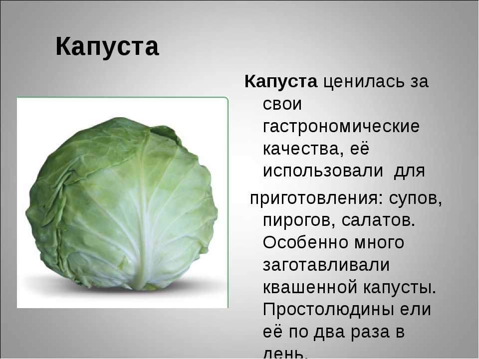 Презентация о капусте