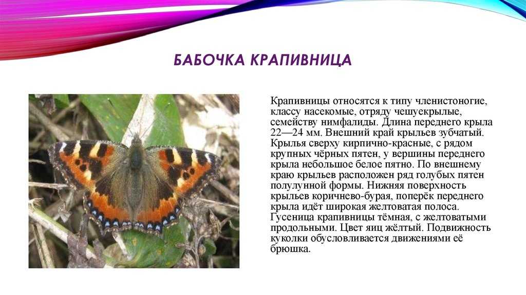 Бабочки относятся к группе