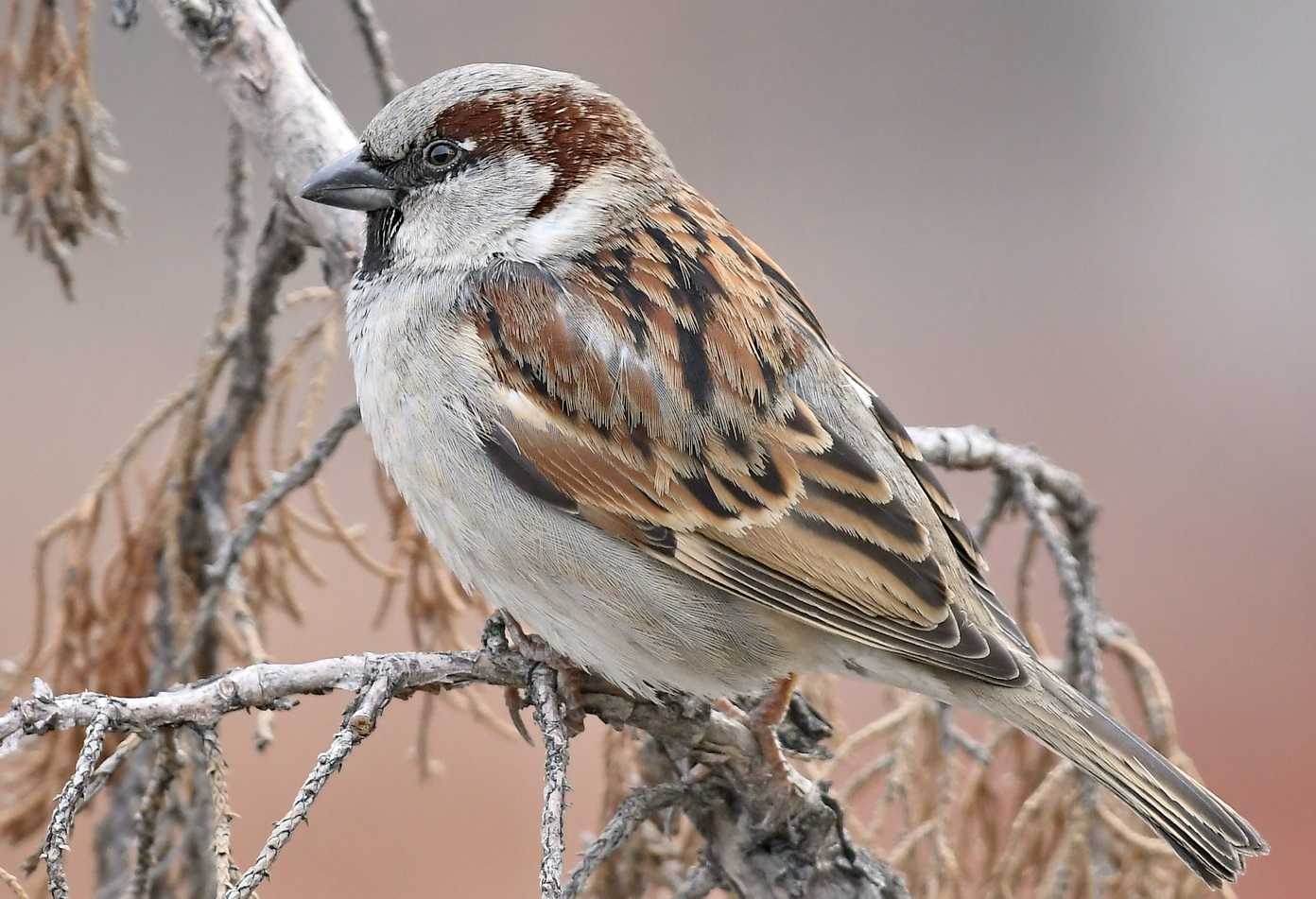 Сколько лет воробей. Воробей домовый passer domesticus. Домовый Воробей птица года 2022. Домовой Воробей птица 2022 года. Домовый Воробей – passer domesticus l..