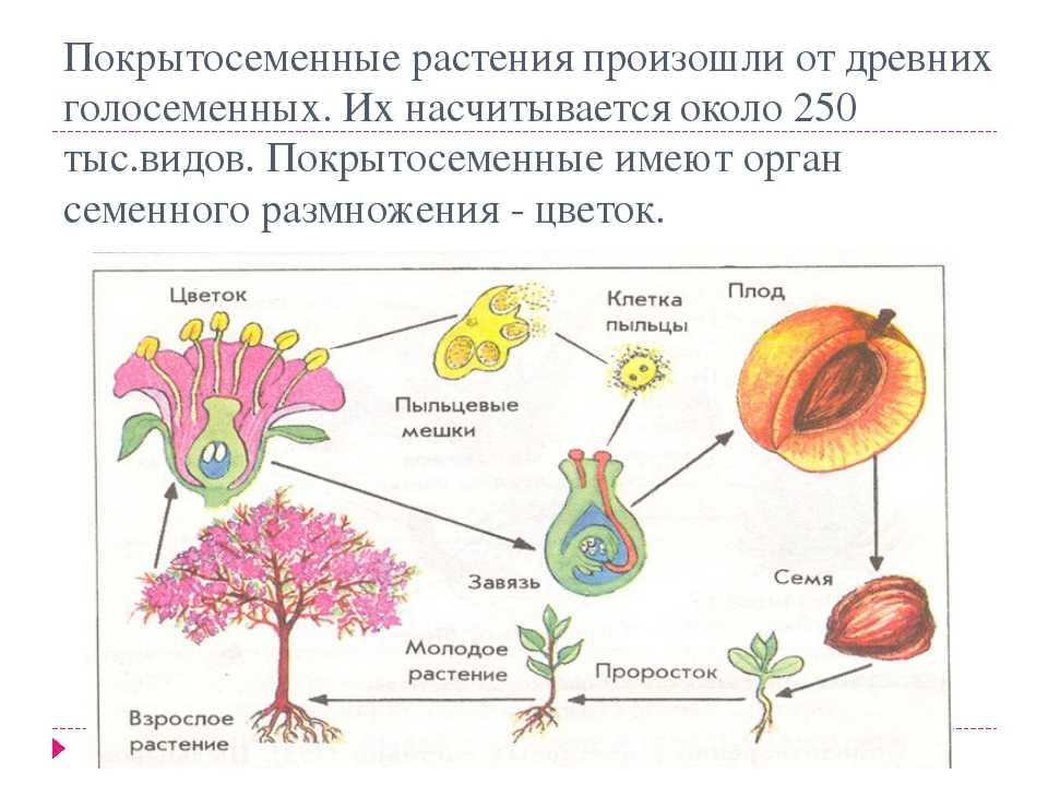 Семена защищены околоплодником у голосеменных или покрытосеменных. Размножение покрытосеменных таблица. Цикл покрытосеменных схема. Покрытосеменные и цветковые растения 5 класс. Покрытосеменные растения биология 6 класс.