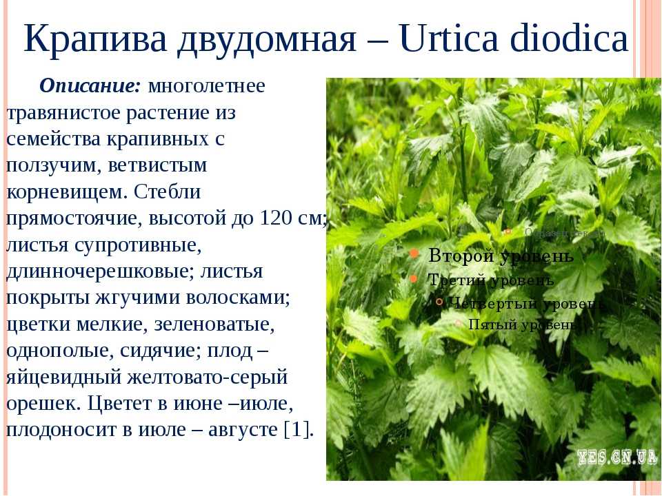 Крапива является лекарственным растением. Крапива двудомная гербарий. Крапива двудомная многолетнее травянистое.