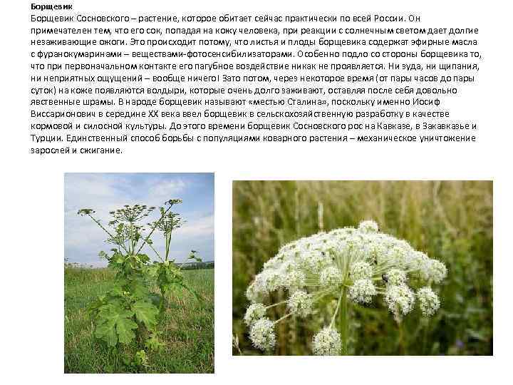 Борщевик — откуда появился в россии ядовитый сорняк и кто виноват
