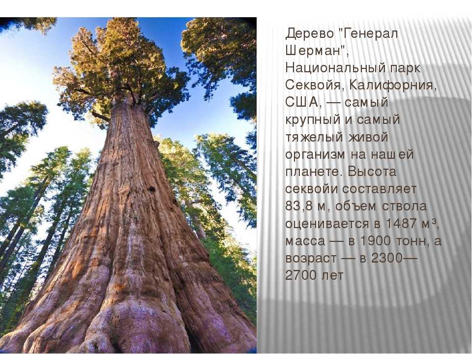 Список высоких деревьев