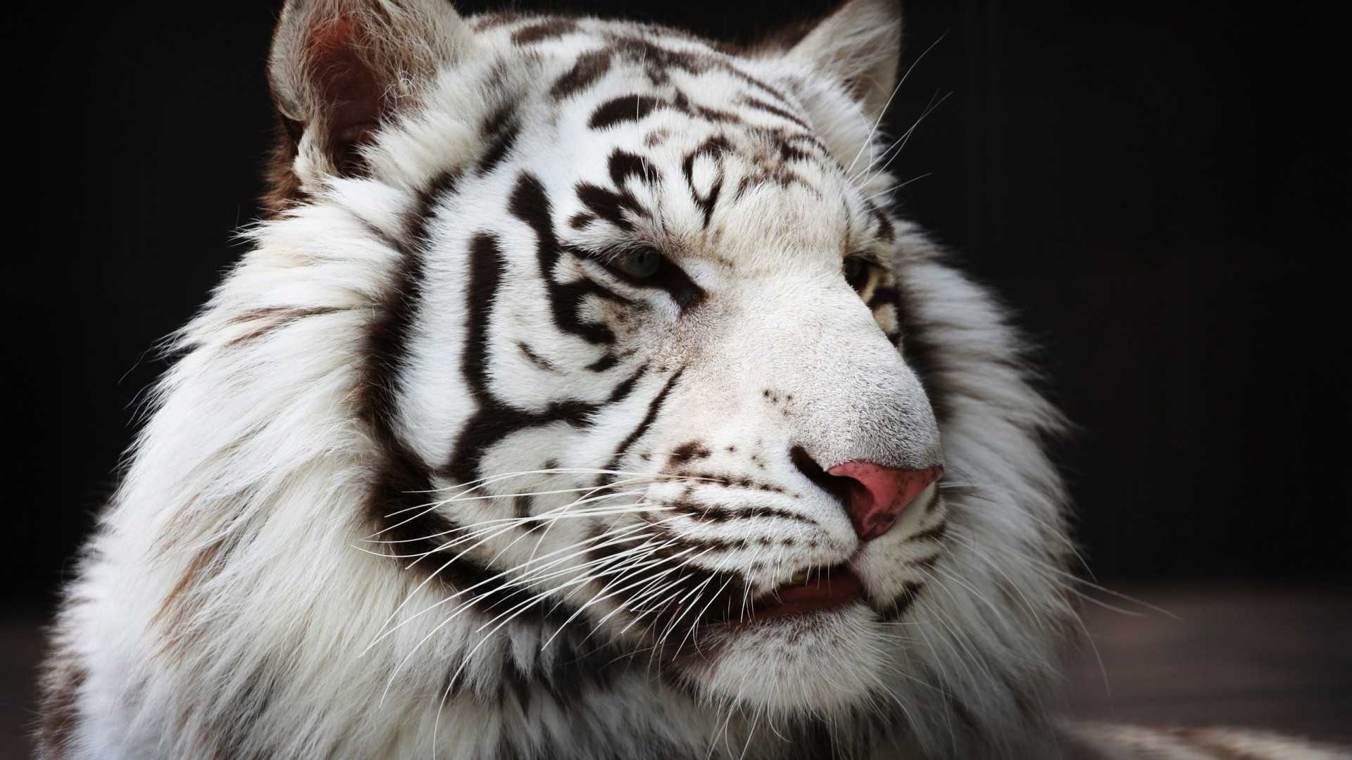 Белый тигр. образ жизни и среда обитания белого тигра | животный мир