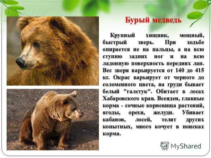 В каких природных зонах живет бурый медведь. Бурый медведь красная книга России. Бурый медведь красная книга. Животные из красной книги медведь. Медведь занесенный в красную книгу России.