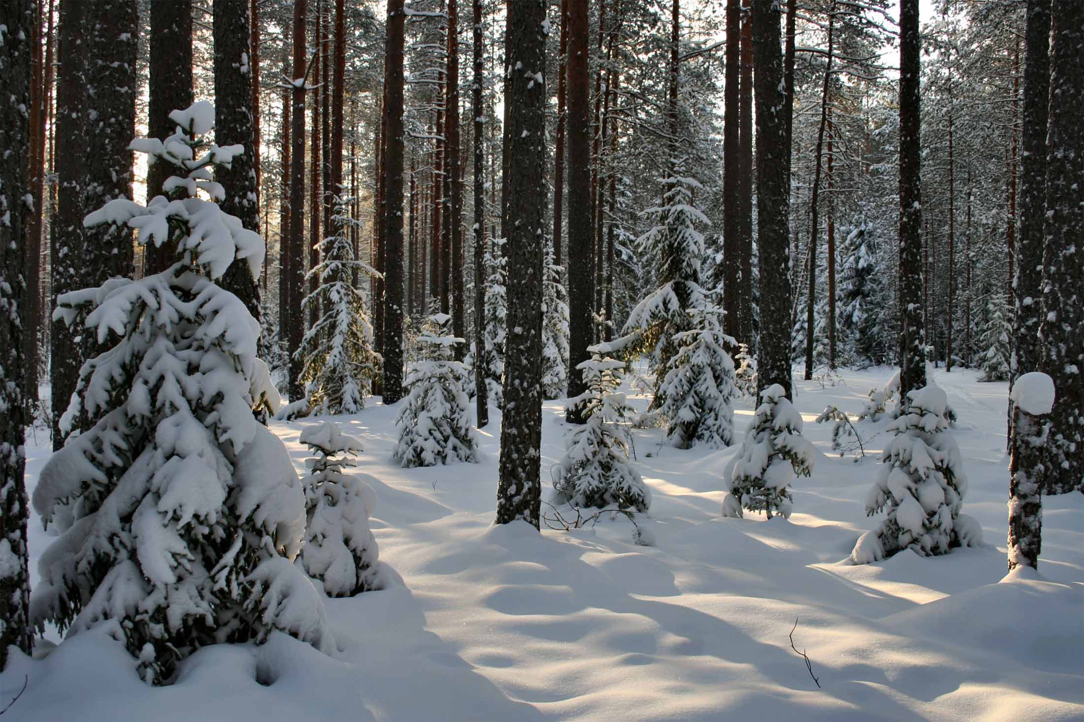 Winter forest. Зимний лес. Зимой в лесу. Русский лес зимой. Снежный лес.