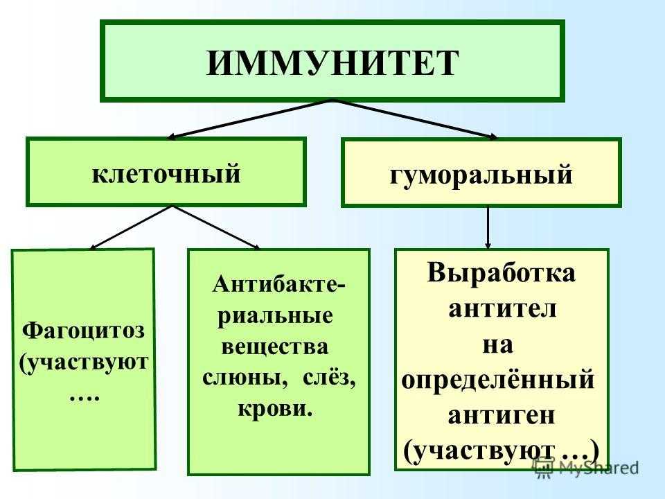 Клеточный иммунитет. Ленточные и гуморальный иммунитет. Клеточныц и нормальный иммунитет. Гумтральнвй и клеточный имму. Клеточный и гуморальный иммунитет таблица.