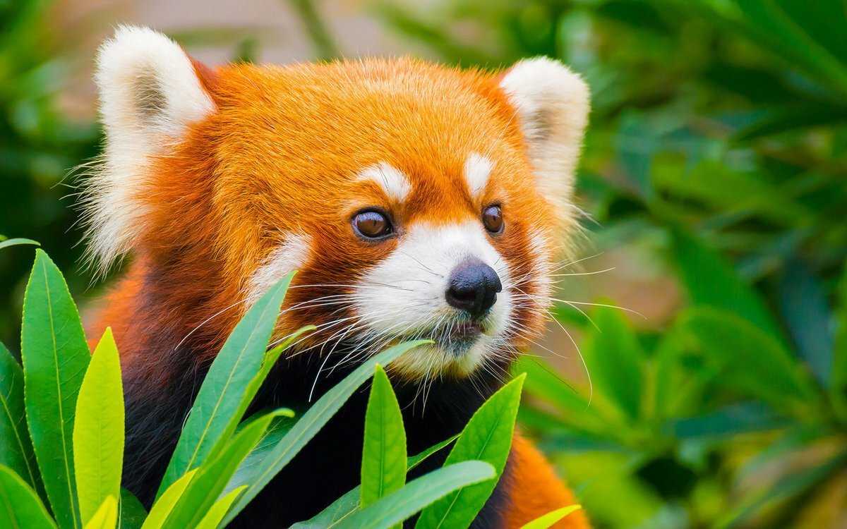 Красная малая панда - фото, описание и видео, где обитает, питание, как выг...
