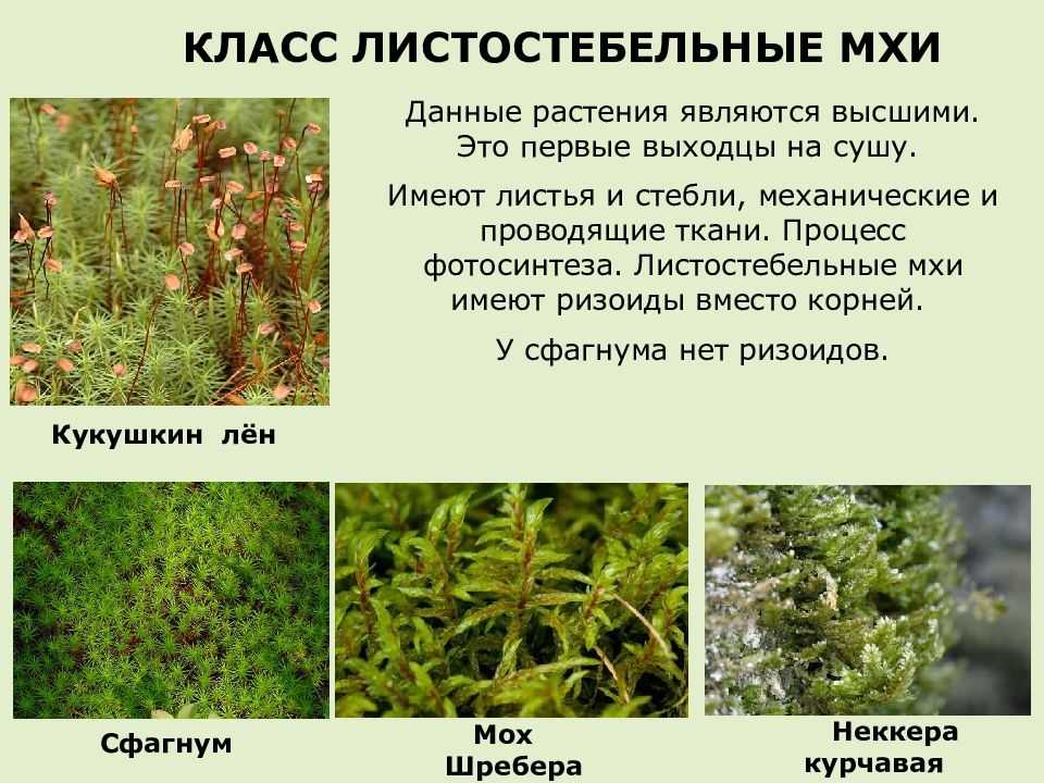 Три примера растений относящихся к мхам. Листостебельные мхи сфагнум. Моховидные листостебельные. Листостебельные мхи представители. Листостебельные печеночники.