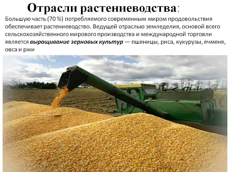 Производство и переработка продукции растениеводства. Отрасли растениеводства. Основы сельского хозяйства. Отрасль растениеводства Полеводство. Основы сельскохозяйственного производства.