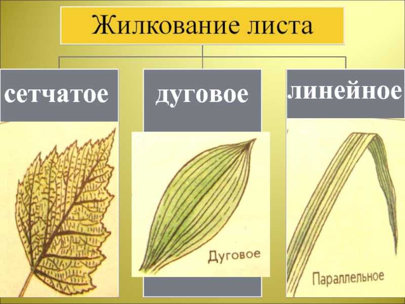 3 типы жилкования. Параллельное жилкование листьев. Жилкование листьев у однодольных растений. Жилкование листьев 6 класс биология. Жилкование листа липы.