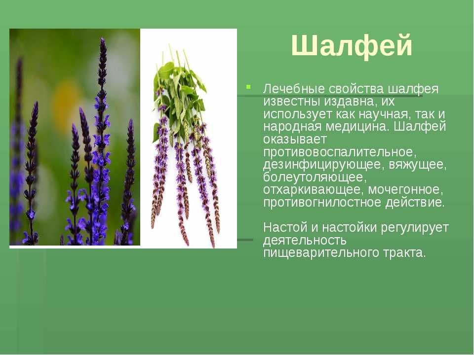 Свойства лечебных цветов. Шалфей целебные свойства растения. Шалфей полезные св ва. Шалфей в народной медицине. Шалфей лекарственный трава лечебные свойства.