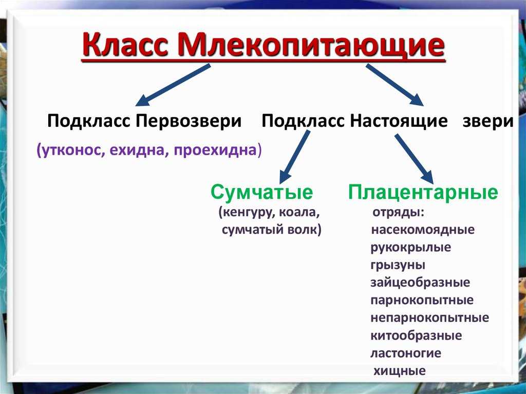 Презентация 7 класс биология класс млекопитающие или звери