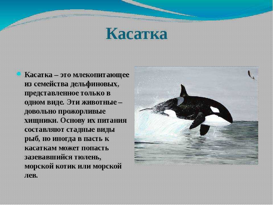 На рисунке цифрами 1 и 2 отмечены места обитания кита касатки