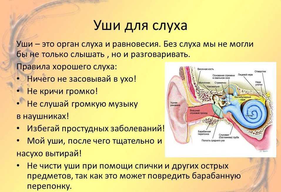 На рисунке изображен орган слуха человека какую часть органа слуха человек может повредить