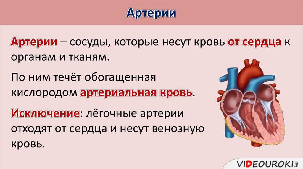 Кровеносные сосуды отходящие от сердца. Биология 8 класс сердце круги кровообращения. Строение и работа сердца. Строение сердца презентация. Строение сердца человека.